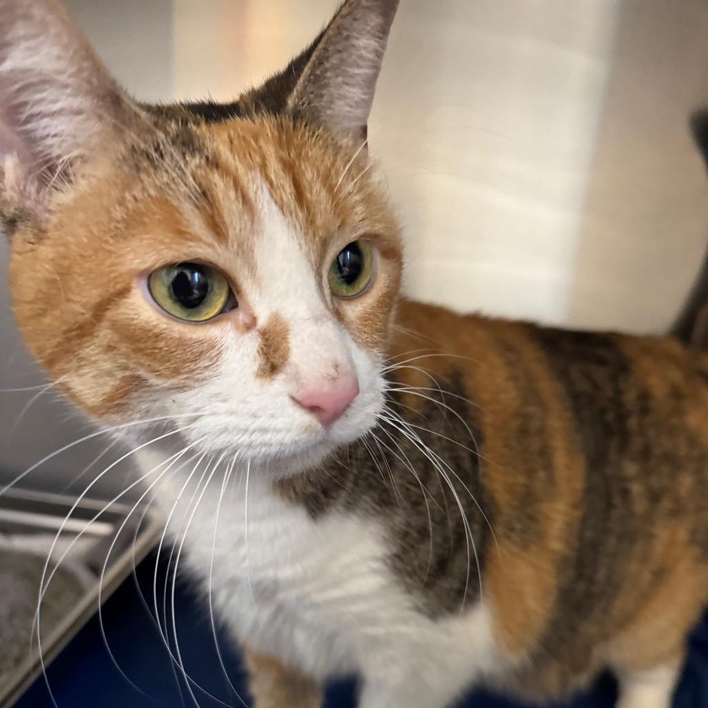 Enlarge Fefe, a Adoptable Domestic Short Hair in Wheeling, IL image 5/6