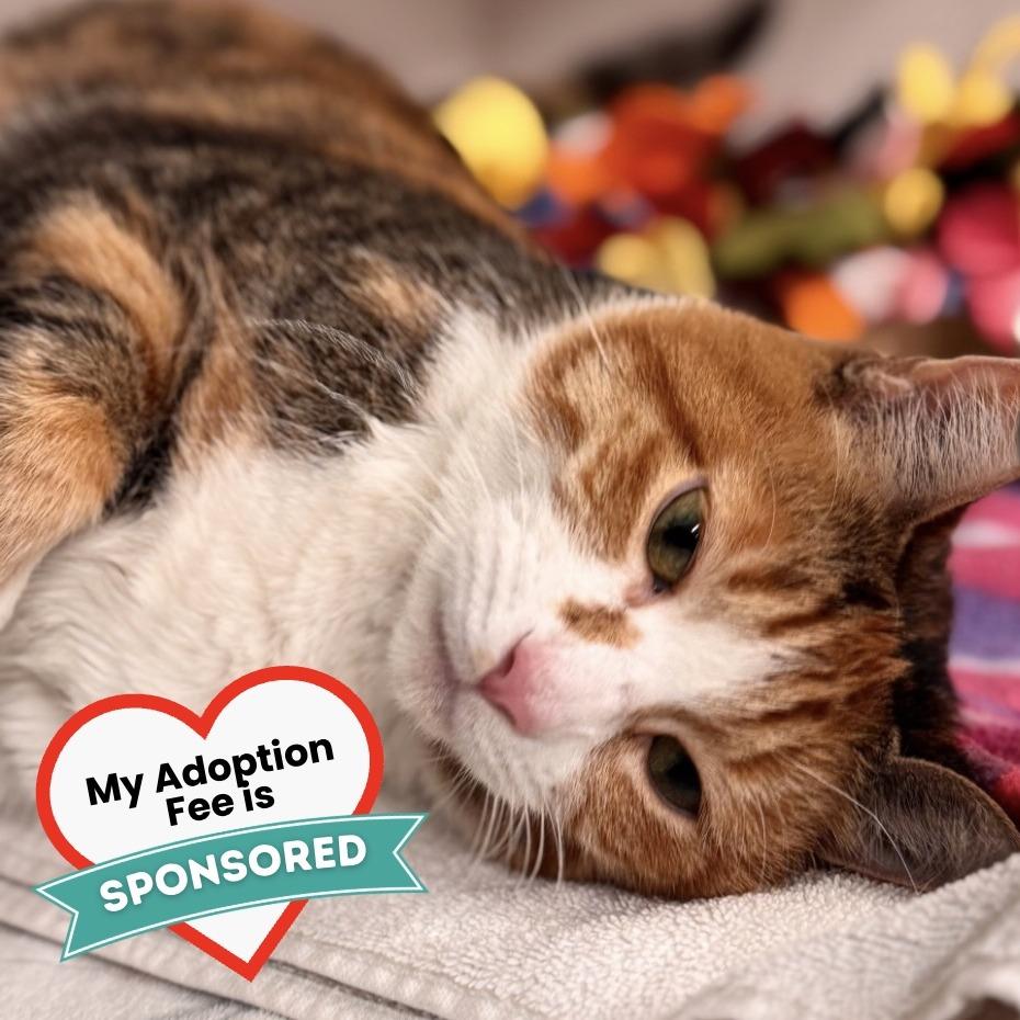 Fefe, a Adoptable Domestic Short Hair in Wheeling, IL image 6/6