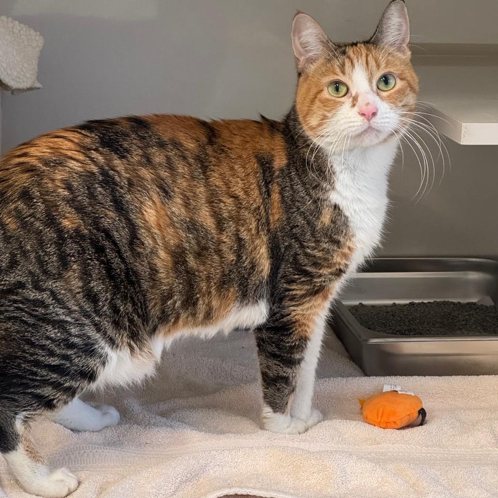 Enlarge Fefe, a Adoptable Domestic Short Hair in Wheeling, IL image 6/6