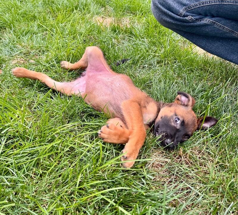 Cara, Adoptable, Young Female Mixed Breed.