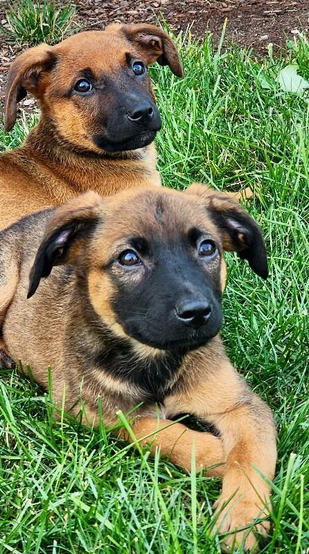 Cara, a Adoptable mixed breed in Seattle, WA image 2/6