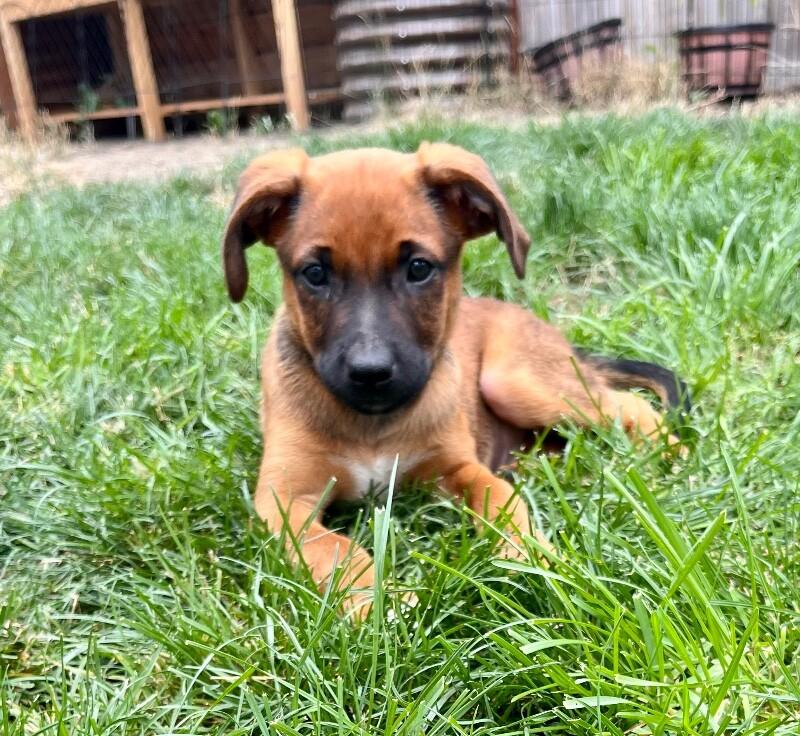 Cara, a Adoptable mixed breed in Seattle, WA image 3/6