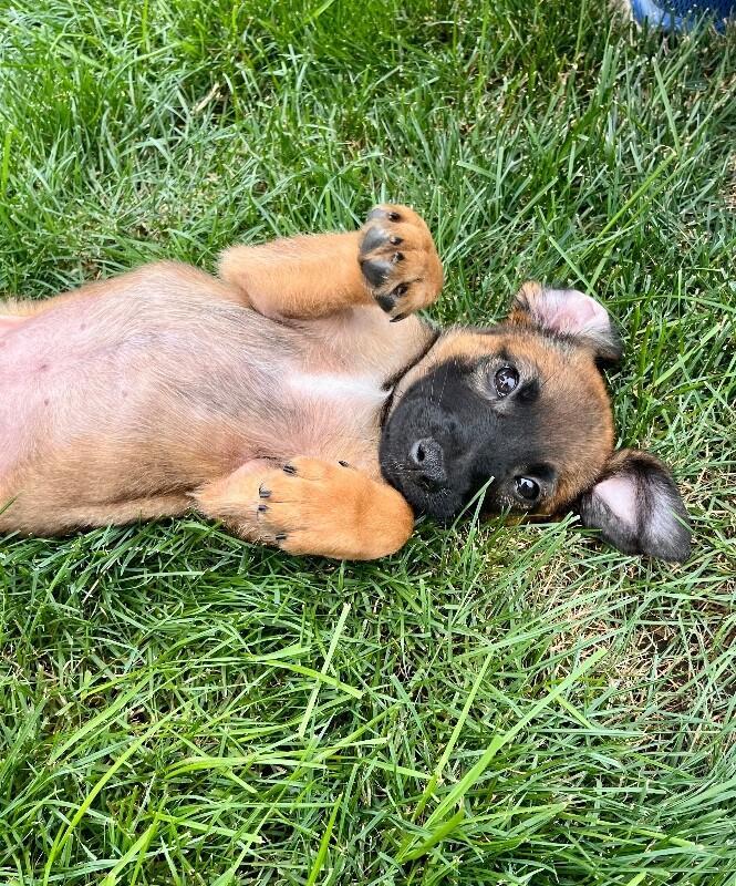 Cara, a Adoptable mixed breed in Seattle, WA image 5/6