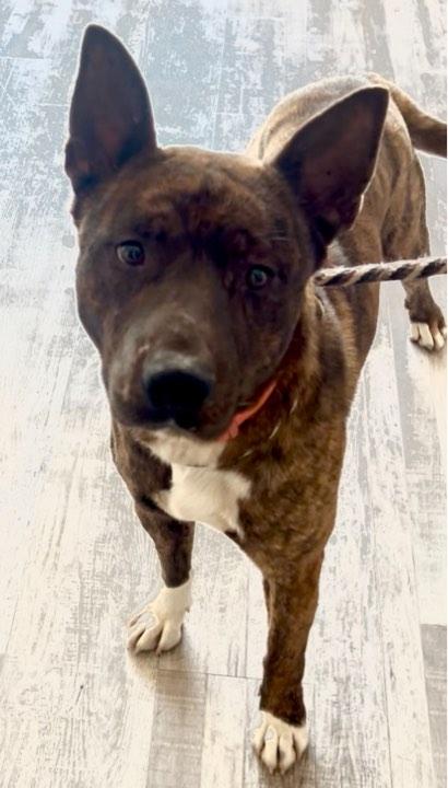 Enlarge Benji, a Adopted mixed breed in Socorro, NM image 1/1