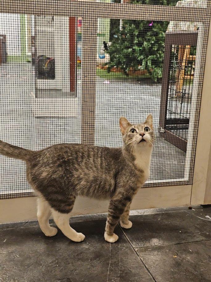 Darcy, Adoptable, Adult Female Domestic Short Hair.