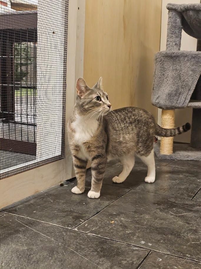 Enlarge Darcy, a Adoptable mixed breed in Hutchinson, MN image 2/6