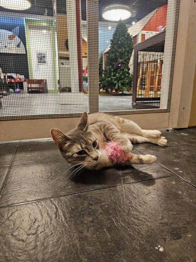 Enlarge Darcy, a Adoptable mixed breed in Hutchinson, MN image 6/6