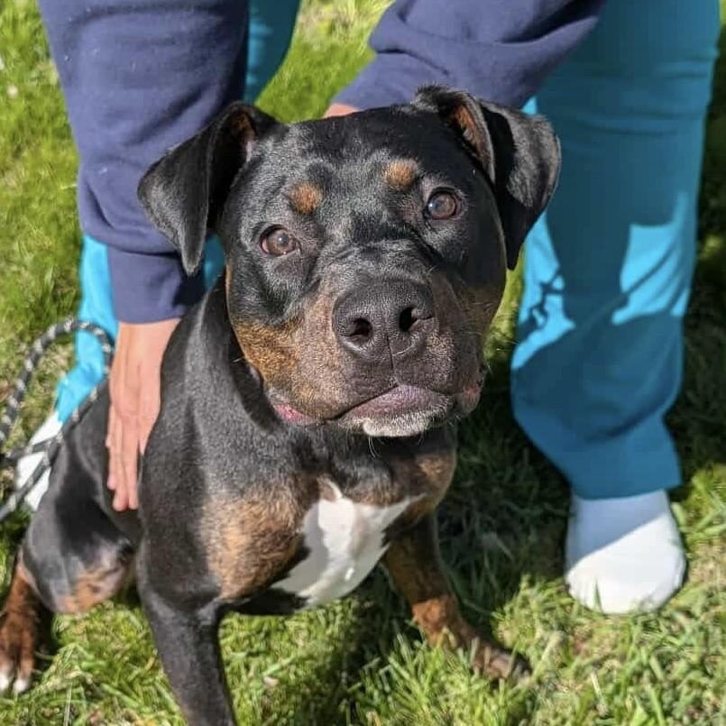 Enlarge WOLF, a ADOPTABLE mixed breed in Westland, MI image 1/5