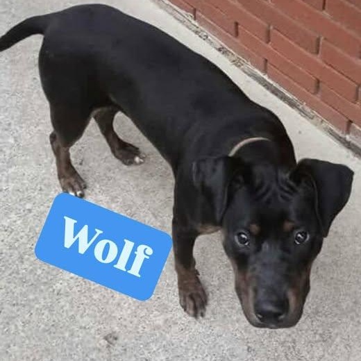 Enlarge WOLF, a ADOPTABLE mixed breed in Westland, MI image 5/5