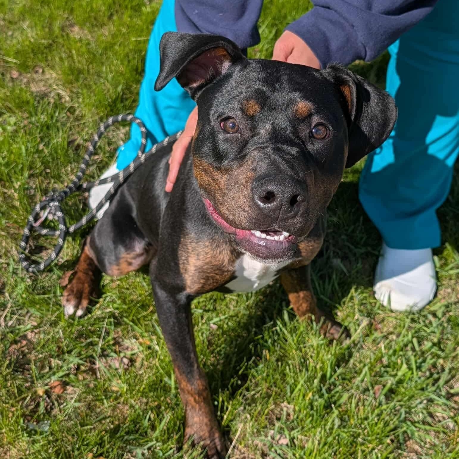 Enlarge WOLF, a ADOPTABLE mixed breed in Westland, MI image 2/5