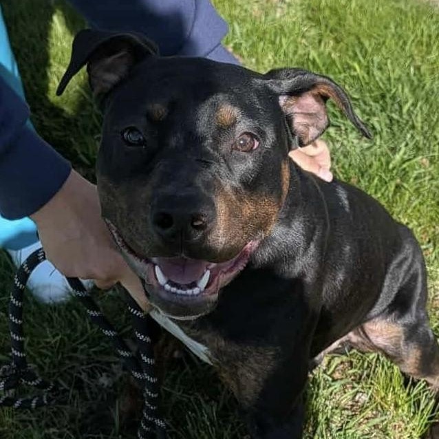 Enlarge WOLF, a ADOPTABLE mixed breed in Westland, MI image 3/5