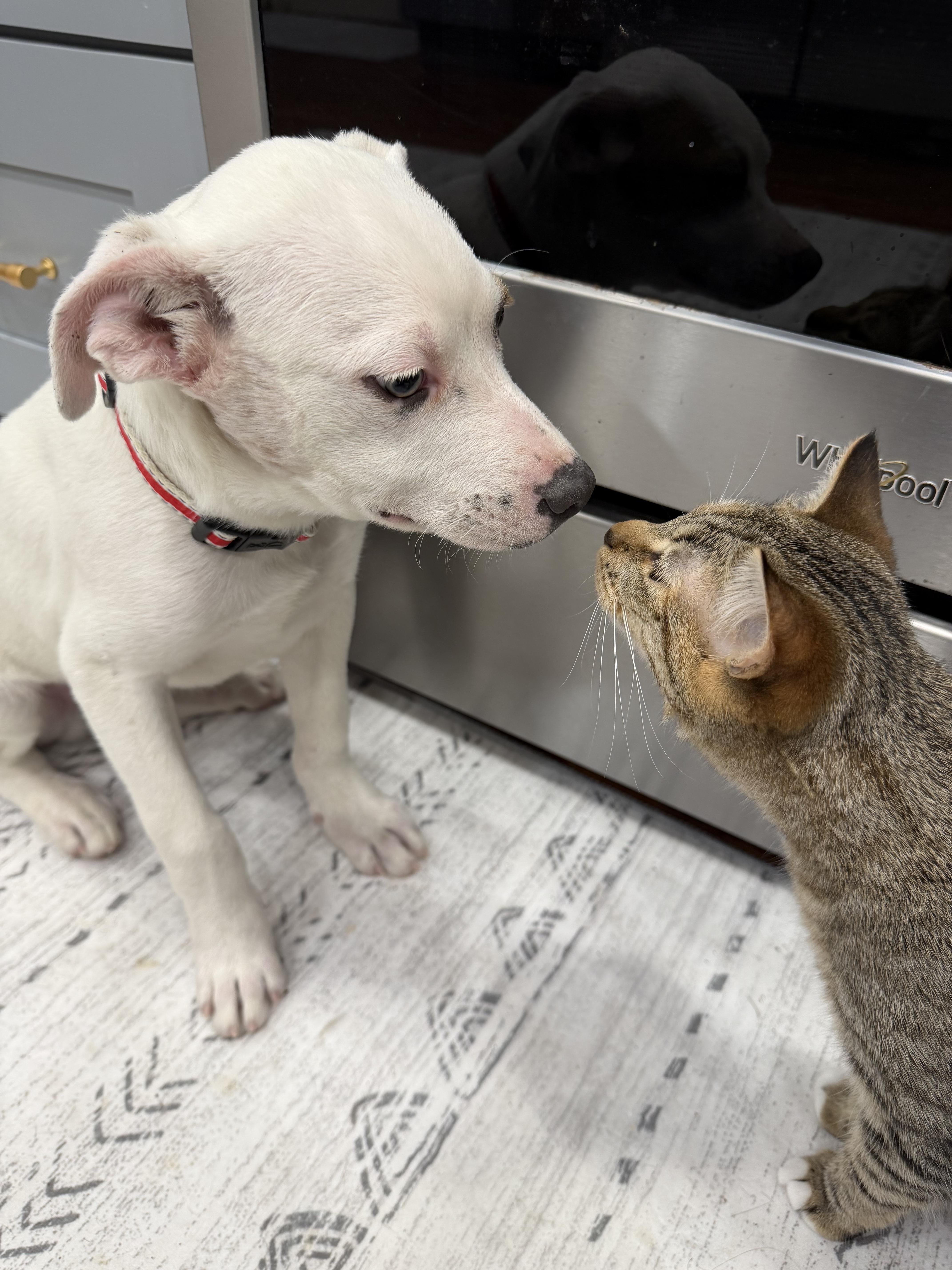 Enlarge Huey, a Adopted mixed breed in Stahlstown, PA image 2/6