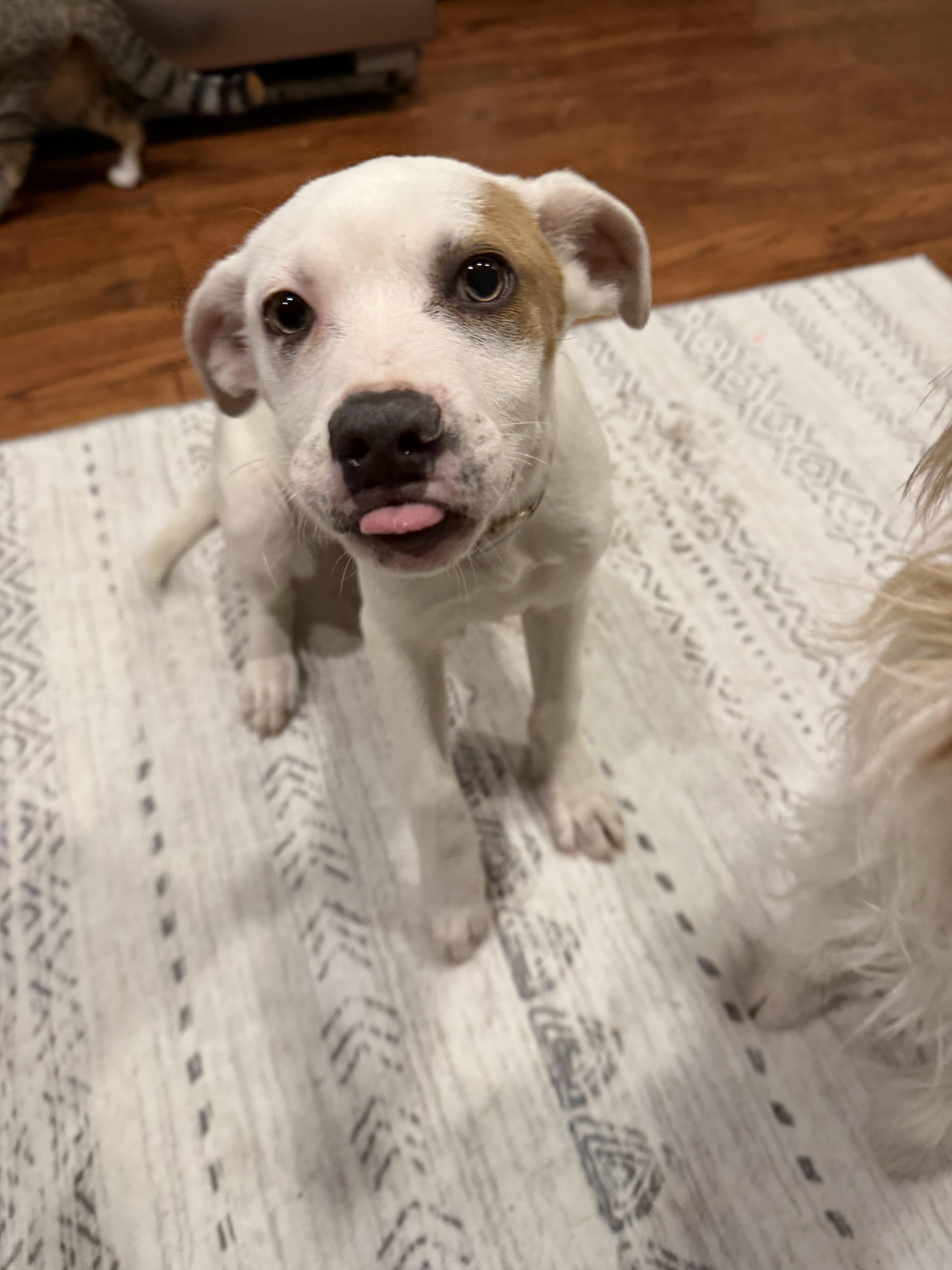 Enlarge Huey, a Adopted mixed breed in Stahlstown, PA image 3/6