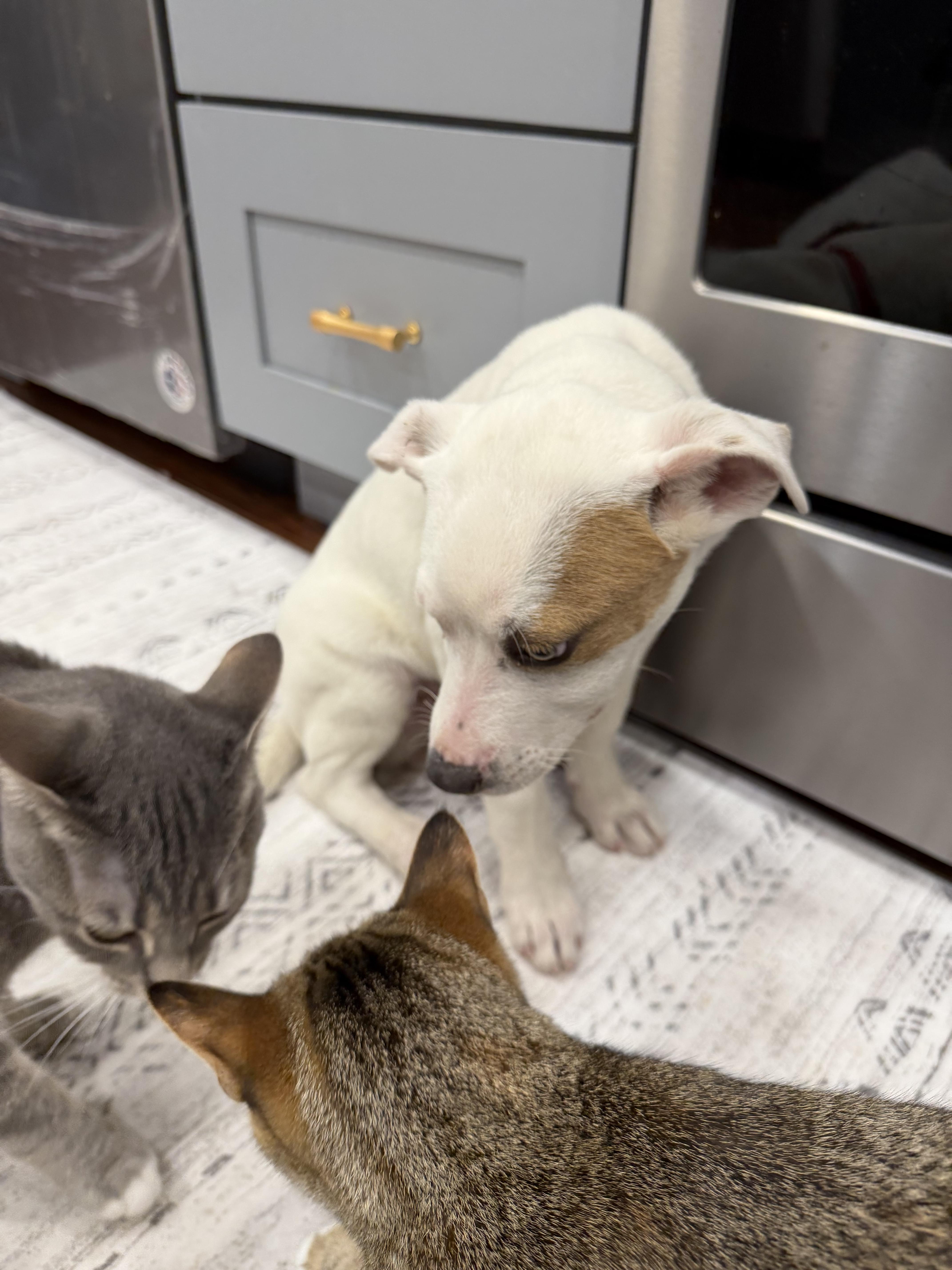 Enlarge Huey, a Adopted mixed breed in Stahlstown, PA image 5/6