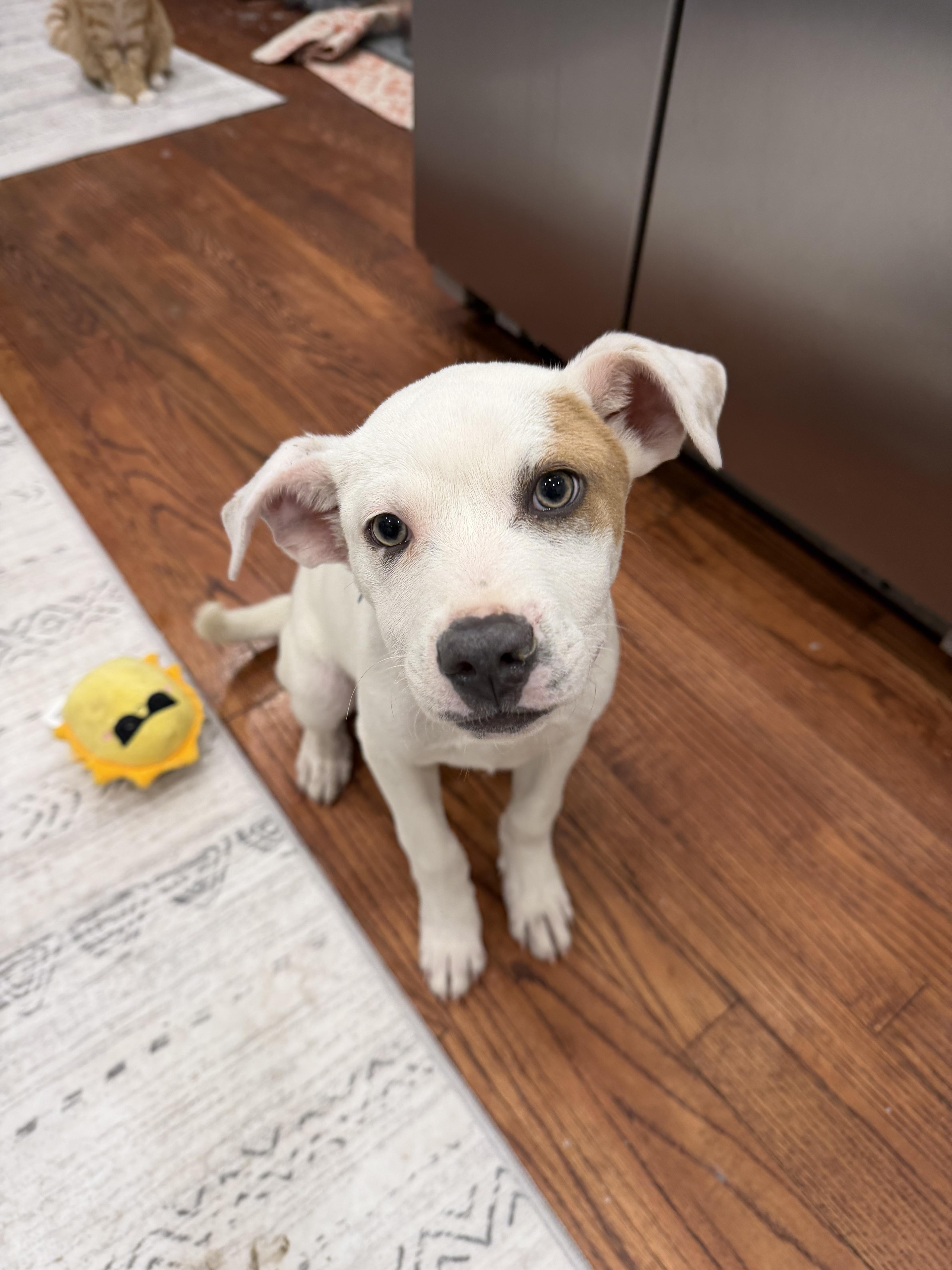 Huey, Adopted, Young Male American Staffordshire Terrier.