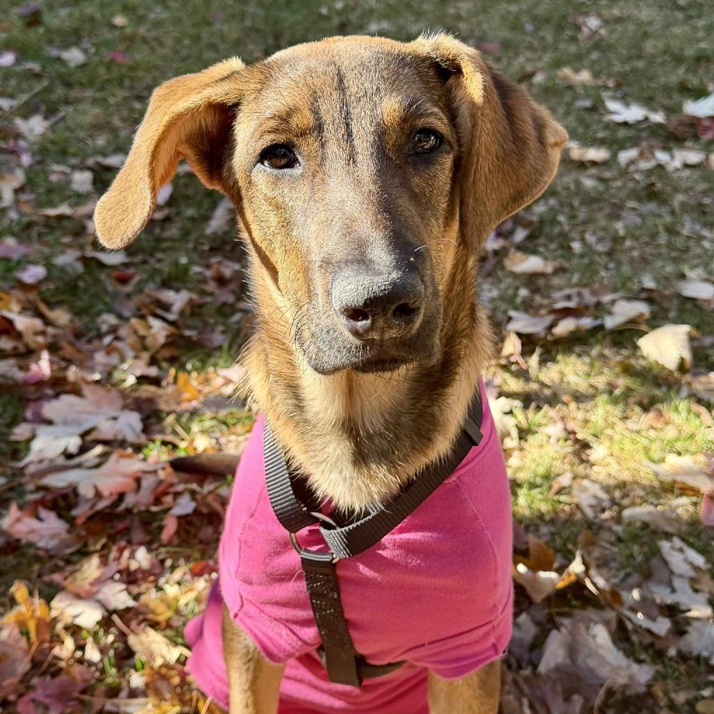 Georgia, a Adoptable Mixed Breed in Bend, OR image 1/6