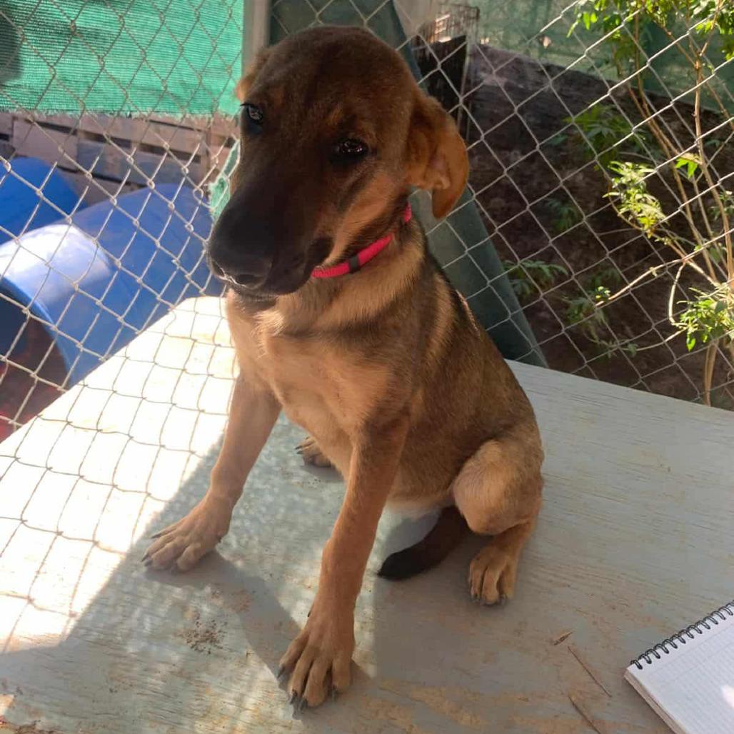 Georgia, a Adoptable Mixed Breed in Bend, OR image 2/6