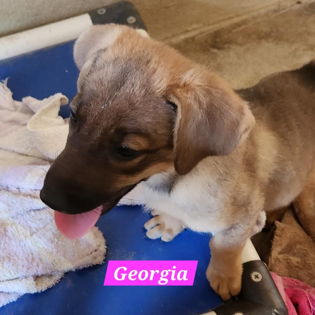 Georgia, a Adoptable Mixed Breed in Bend, OR image 3/6