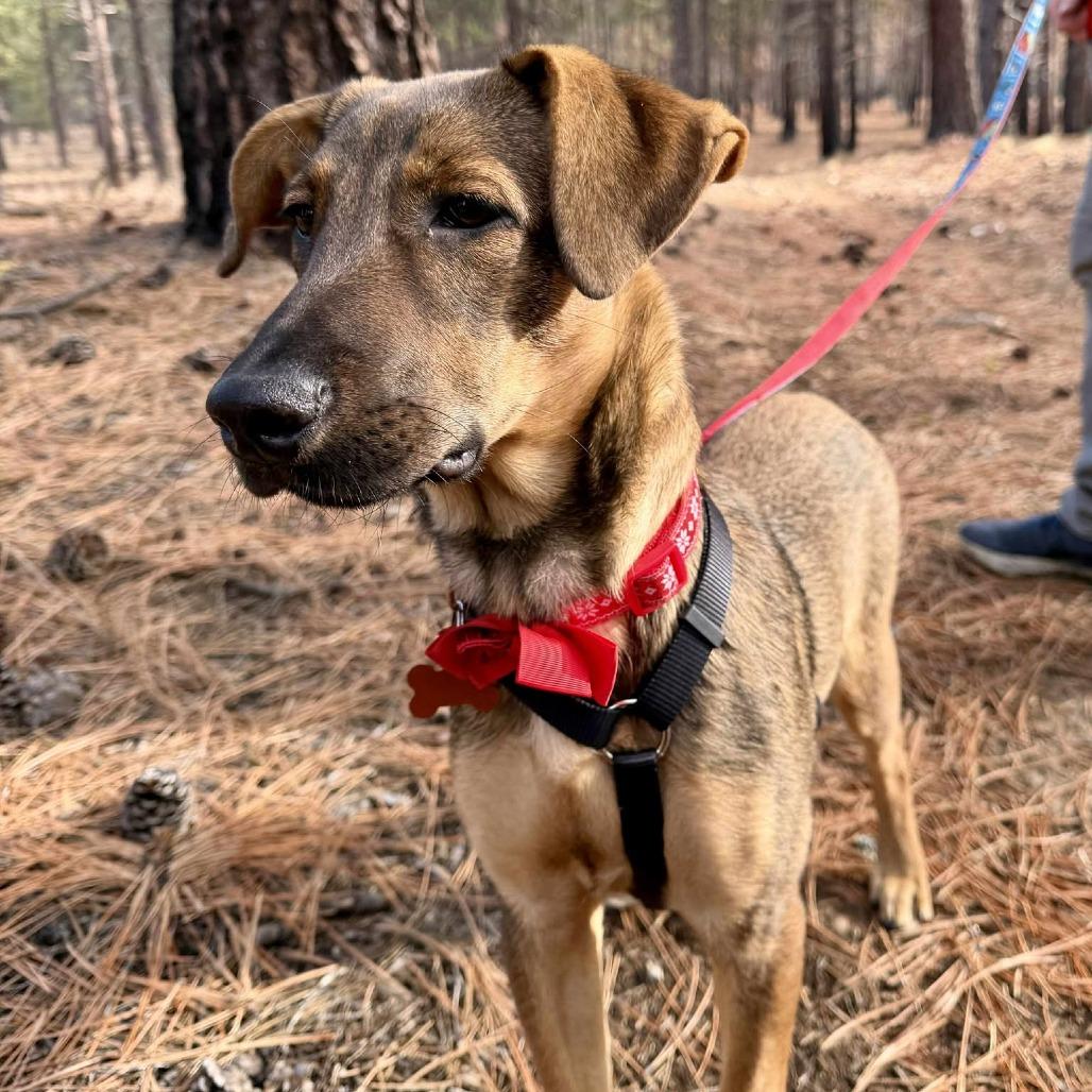 Georgia, a Adoptable Mixed Breed in Bend, OR image 4/6