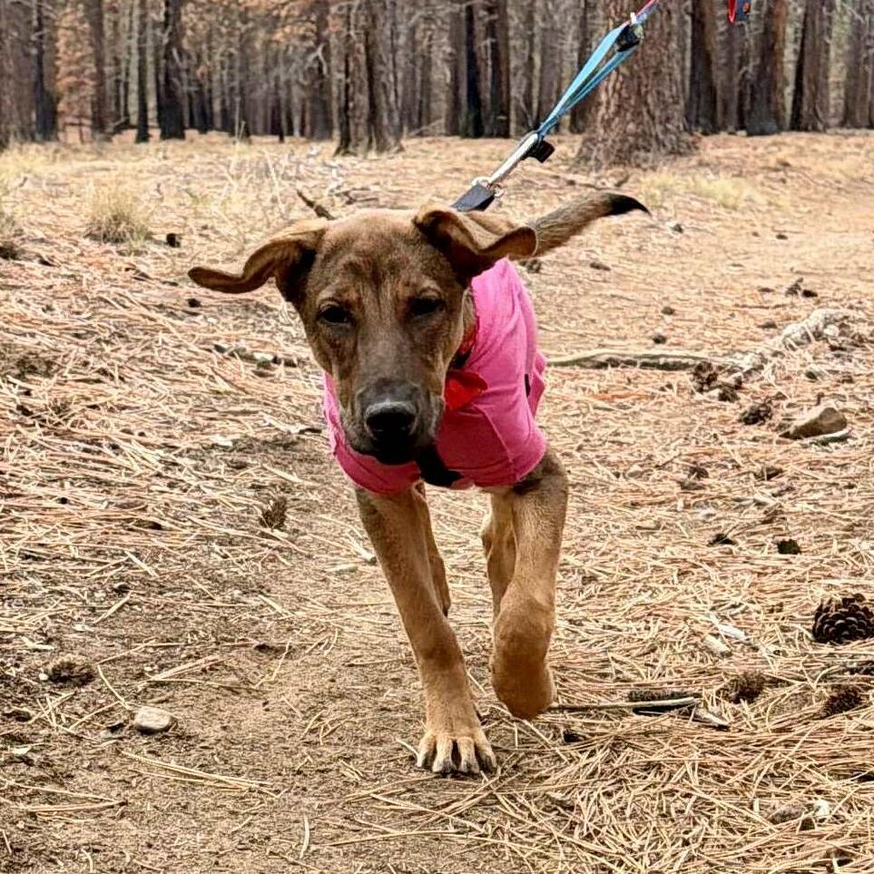 Georgia, a Adoptable Mixed Breed in Bend, OR image 5/6