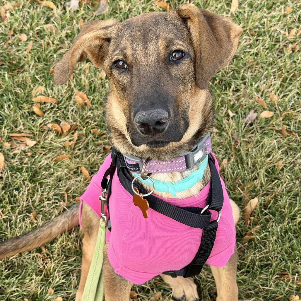 Georgia, a Adoptable Mixed Breed in Bend, OR image 6/6