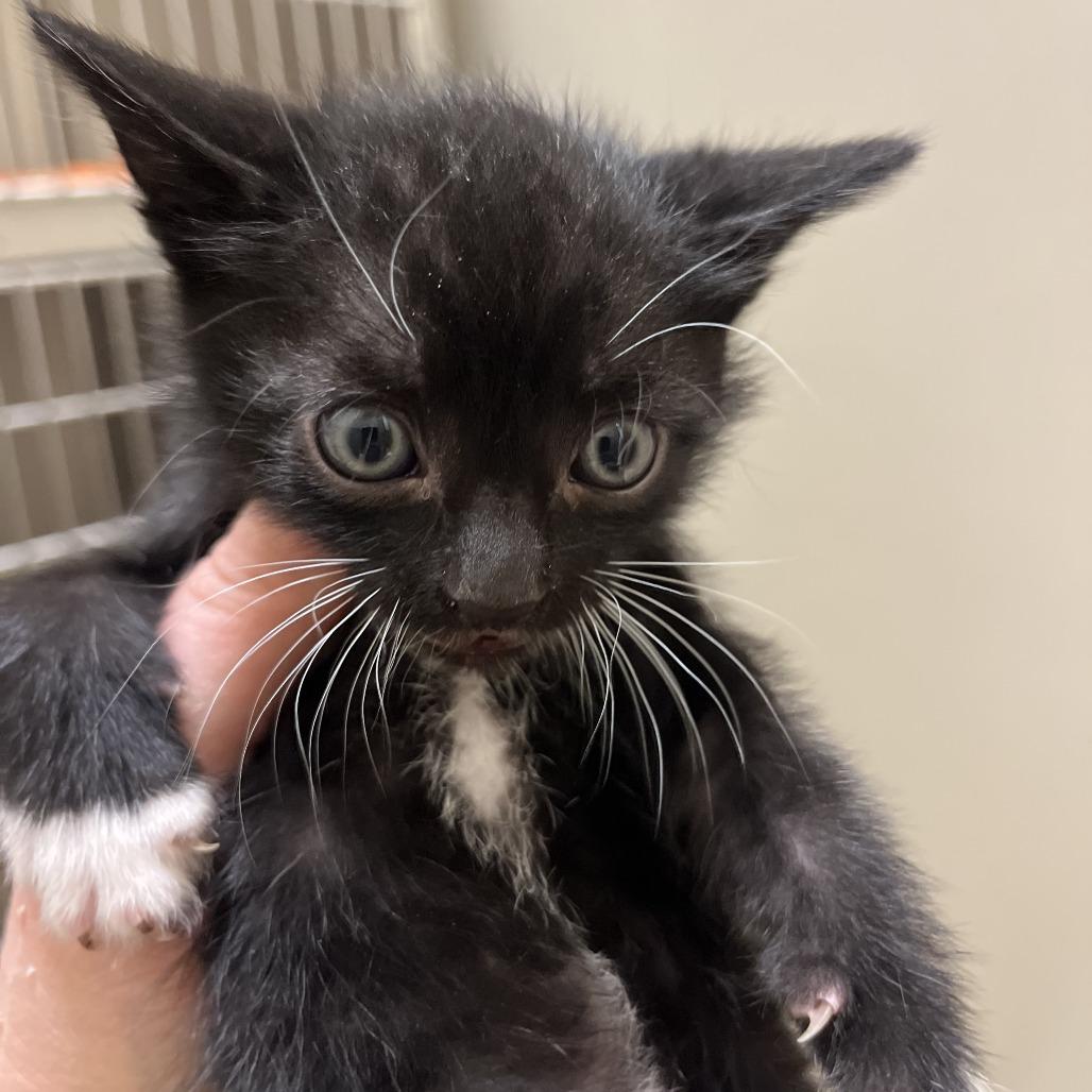 Goldfinger (at Cole Valley Pets), a Adoptable Domestic Short Hair in Sonoma, CA image 1/3