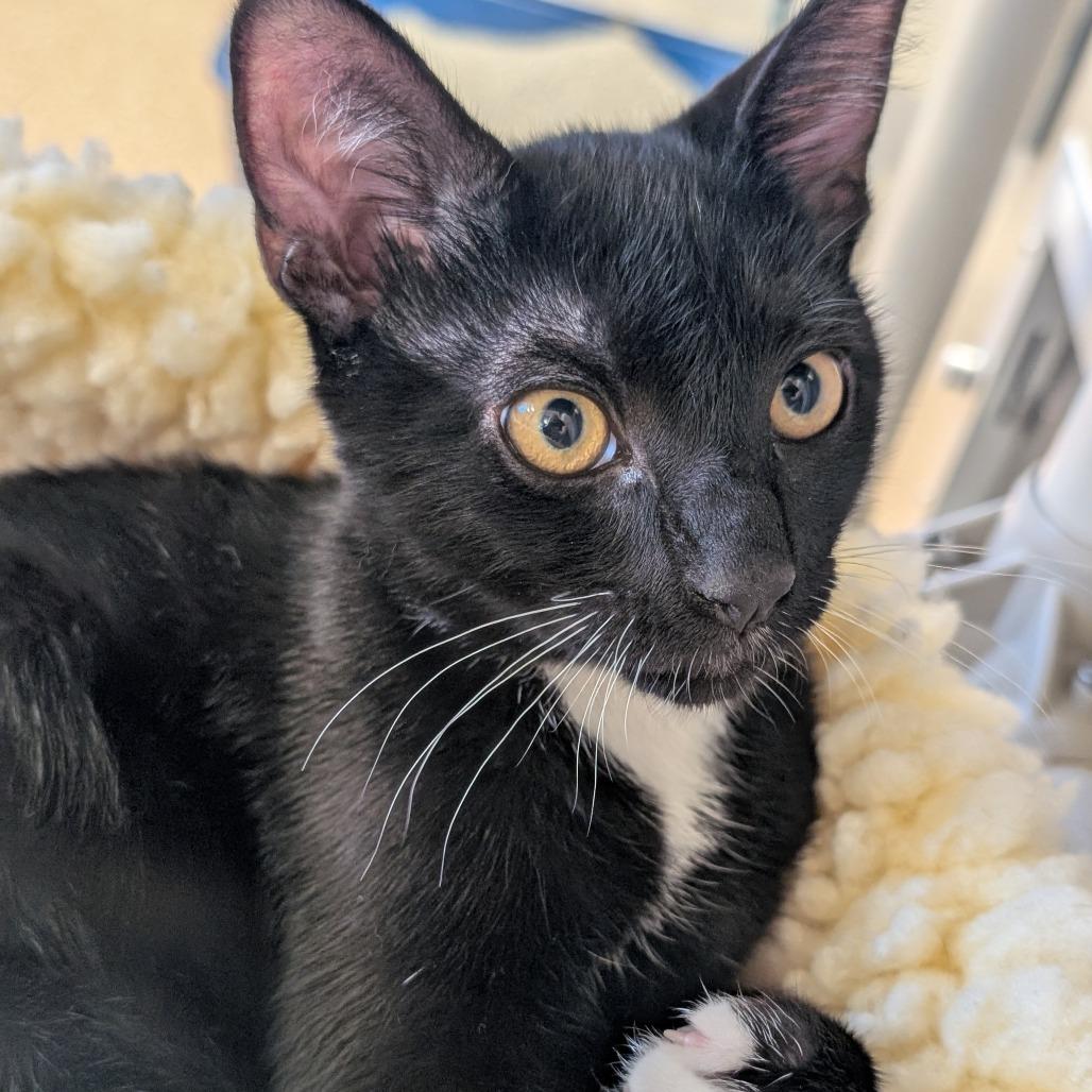 Goldfinger (at Cole Valley Pets), a Adoptable Domestic Short Hair in Sonoma, CA image 2/3