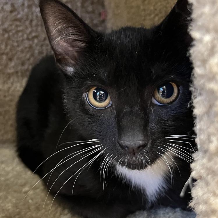 Goldfinger (at Cole Valley Pets), a Adoptable Domestic Short Hair in Sonoma, CA image 3/3