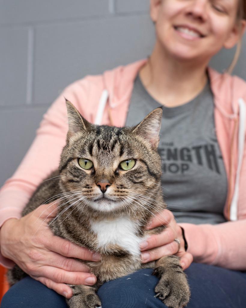 Jack, Adoptable, Young Male Domestic Short Hair.