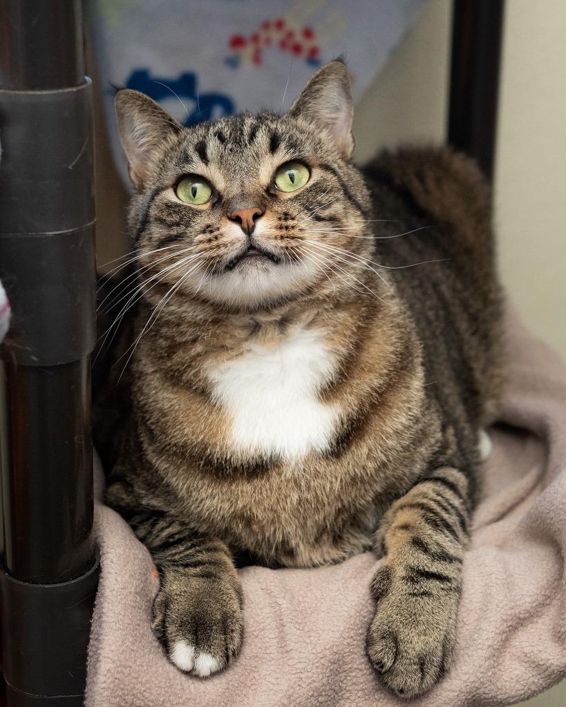 Enlarge Jack, a Adoptable mixed breed in Boone, IA image 2/3