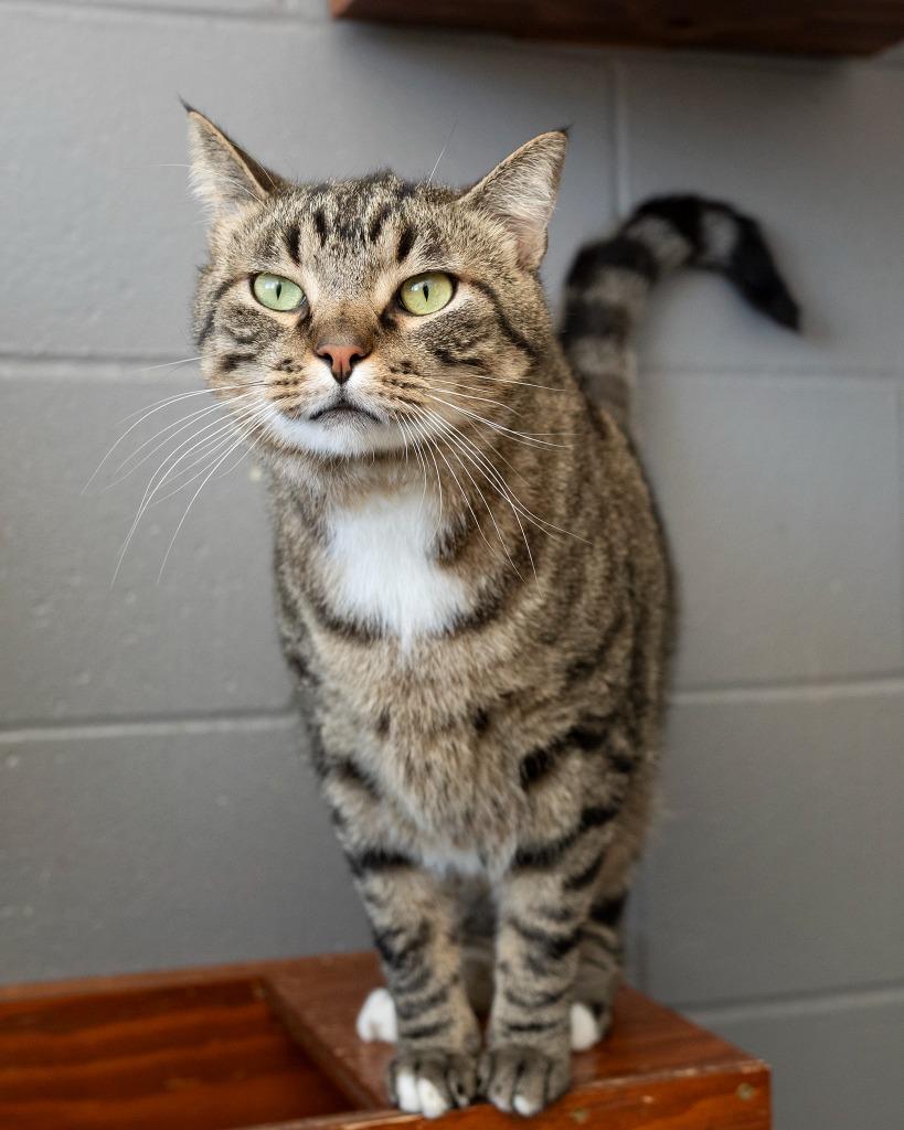 Jack, Adoptable, Young Male Domestic Short Hair.