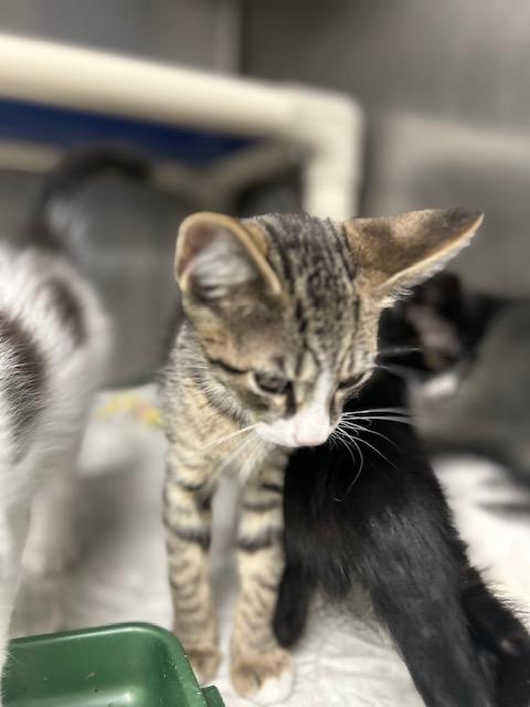 Pumpkin Spice, a Adoptable Domestic Short Hair in Bloomingdale, NJ image 2/3