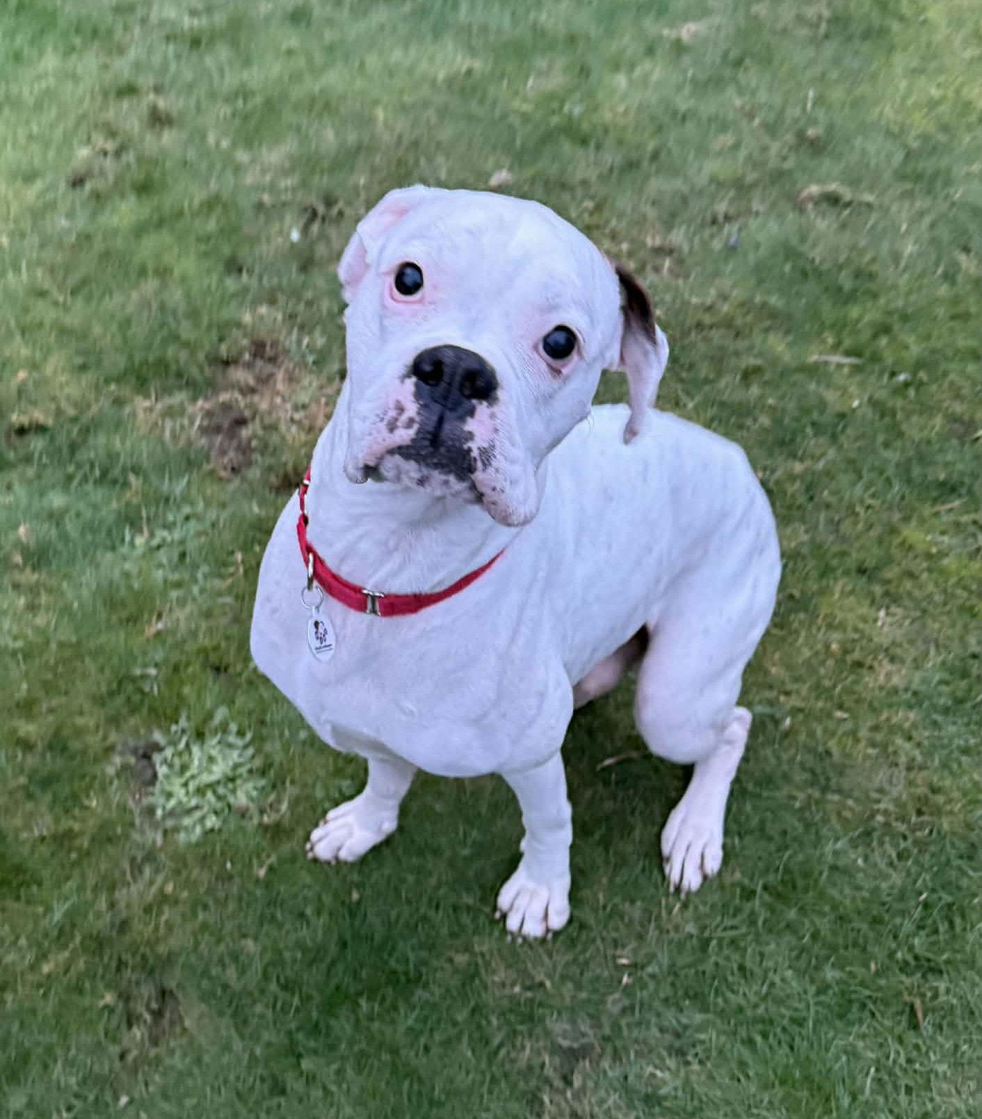 Bosco, Adoptable, Adult Male Boxer.