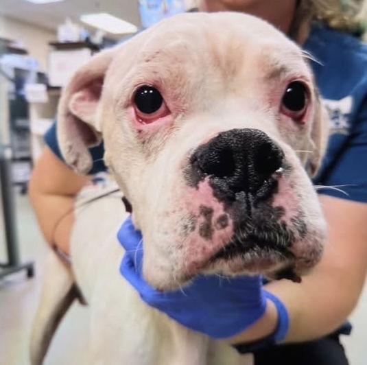 Bosco, Adoptable, Adult Male Boxer.