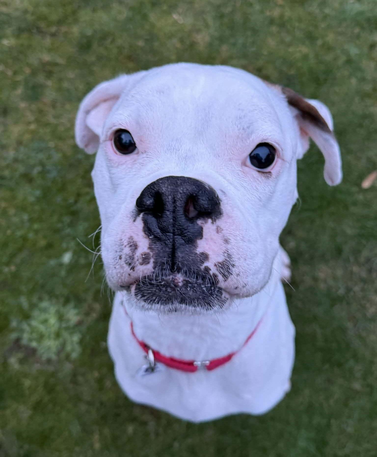 Enlarge Bosco, a Adoptable Boxer in Stanwood, WA image 2/3