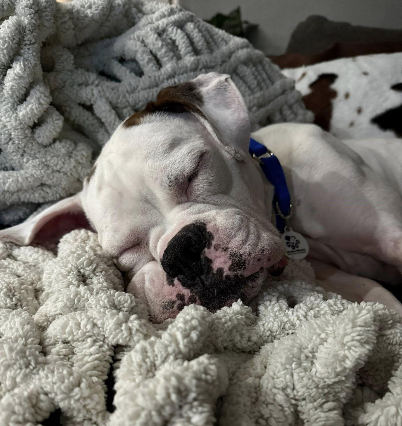 Enlarge Bosco, a Adoptable Boxer in Stanwood, WA image 3/3