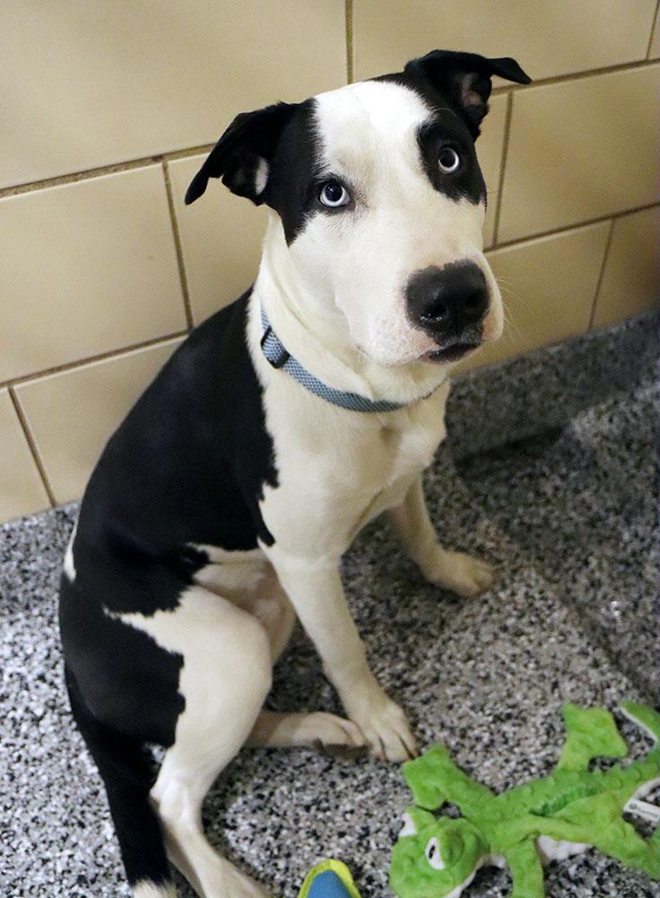 Enlarge Junior (AO35938), a ADOPTABLE mixed breed in Kansas City, KS image 4/6