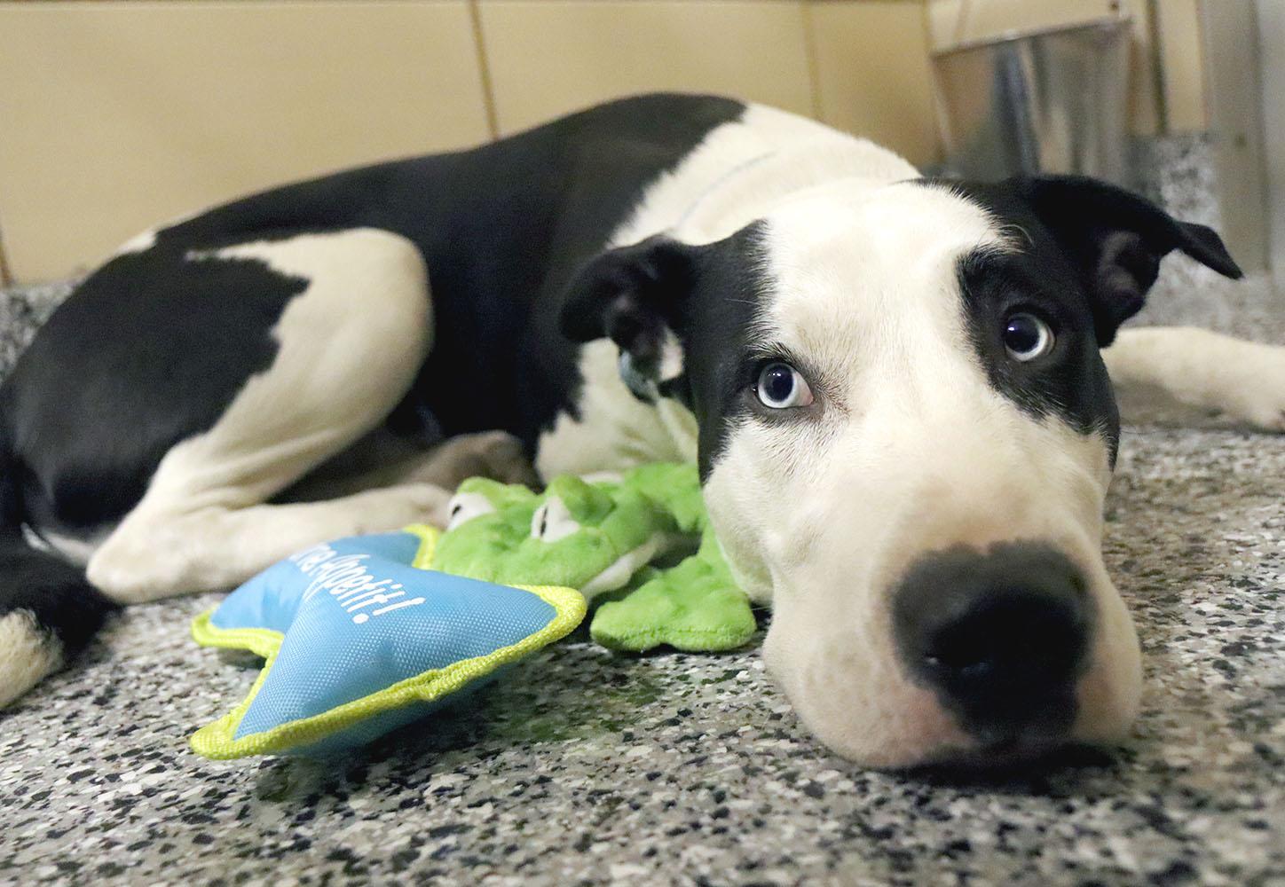 Enlarge Junior (AO35938), a ADOPTABLE mixed breed in Kansas City, KS image 5/6