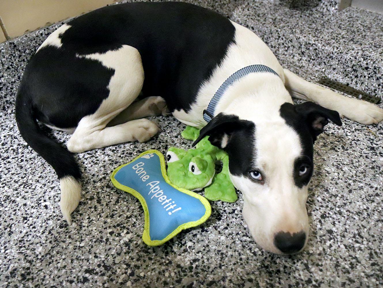 Enlarge Junior (AO35938), a ADOPTABLE mixed breed in Kansas City, KS image 2/6