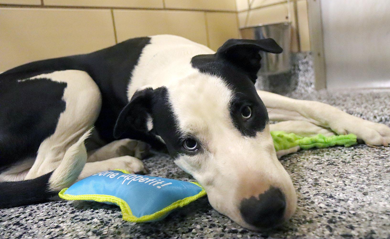 Enlarge Junior (AO35938), a ADOPTABLE mixed breed in Kansas City, KS image 3/6