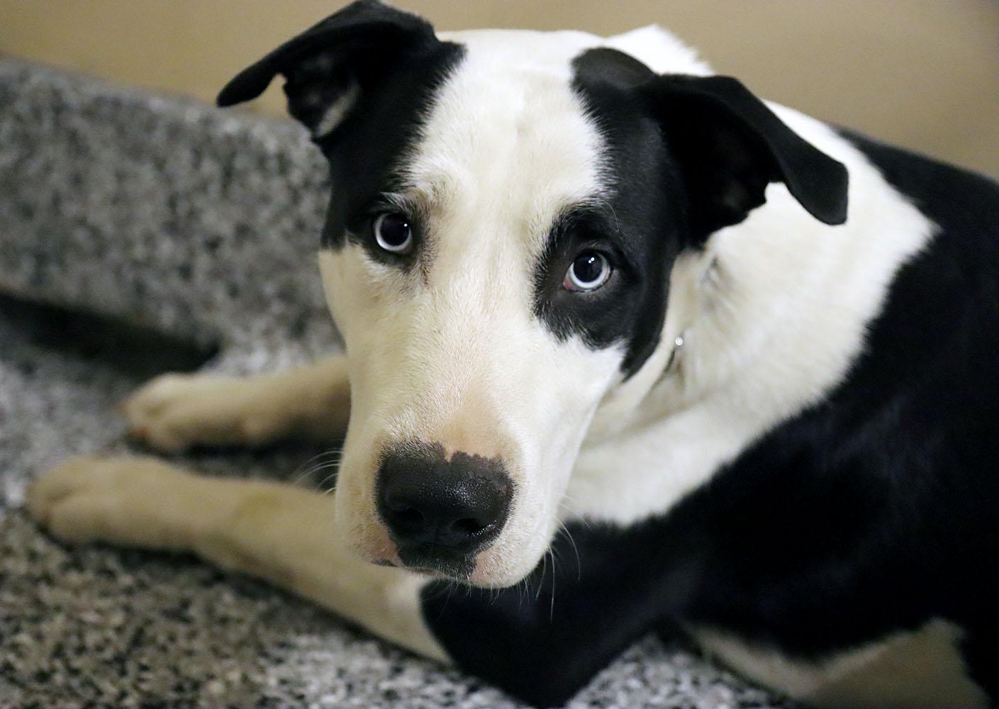 Junior (AO35938), ADOPTABLE, Young Male Husky & Pit Bull Terrier.