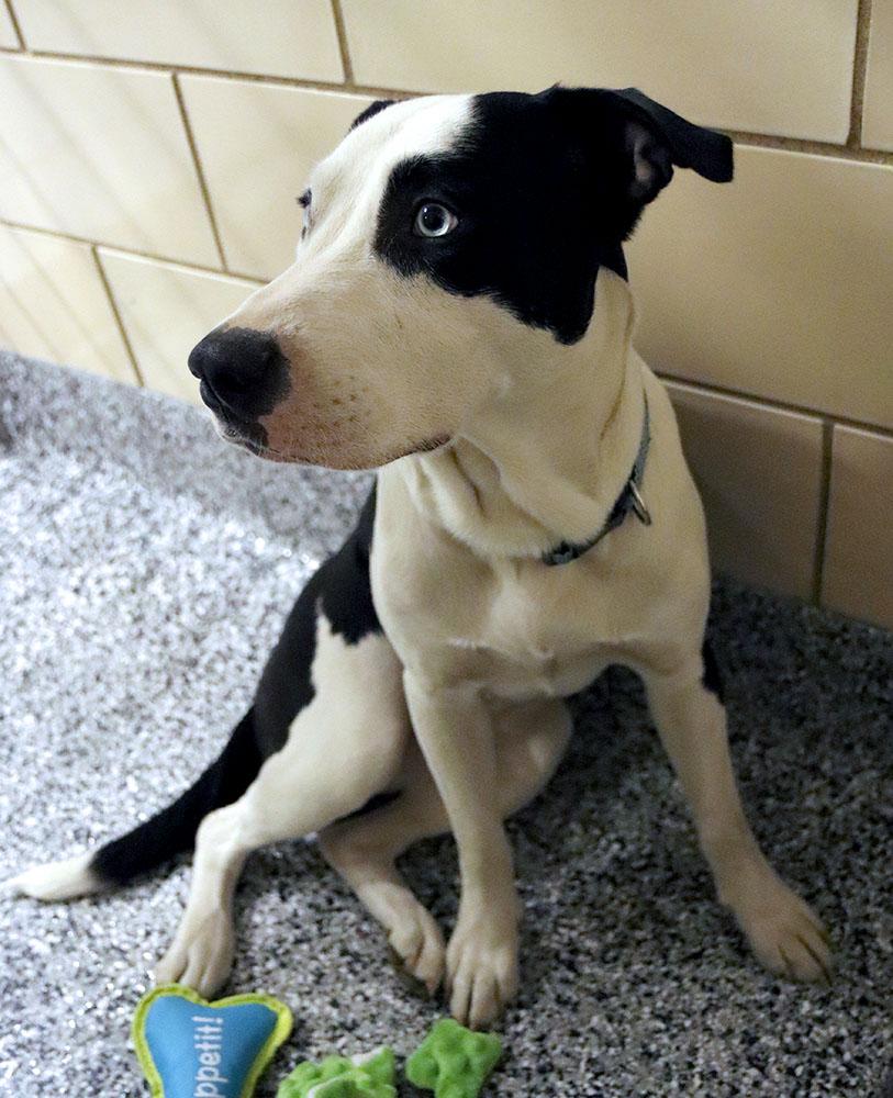 Enlarge Junior (AO35938), a ADOPTABLE mixed breed in Kansas City, KS image 6/6