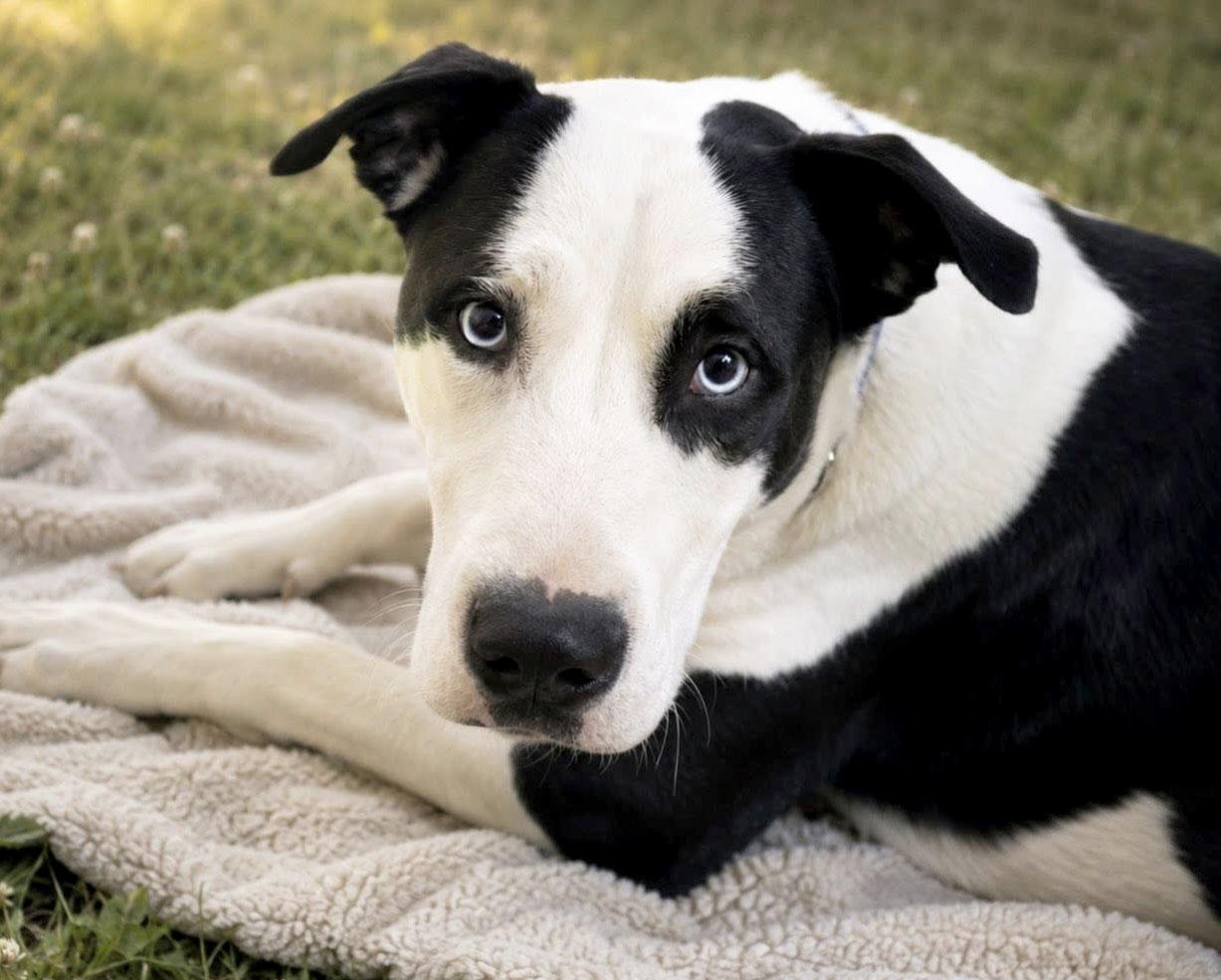 Junior (AO35938), a ADOPTABLE Labrador Retriever in Kansas City, KS image 1/3