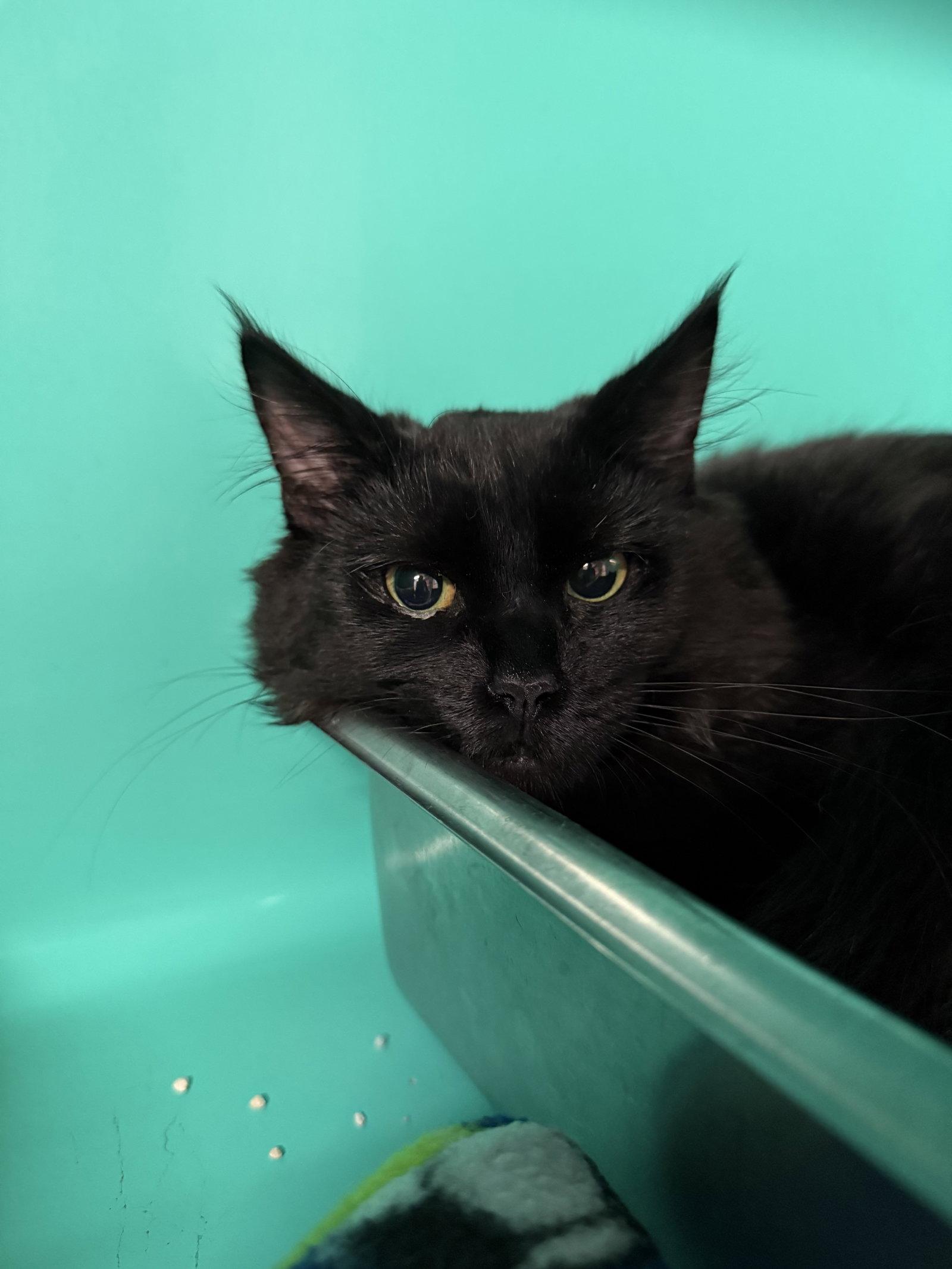 Artemisa 5mo, Adoptable, Young Female Domestic Medium Hair.