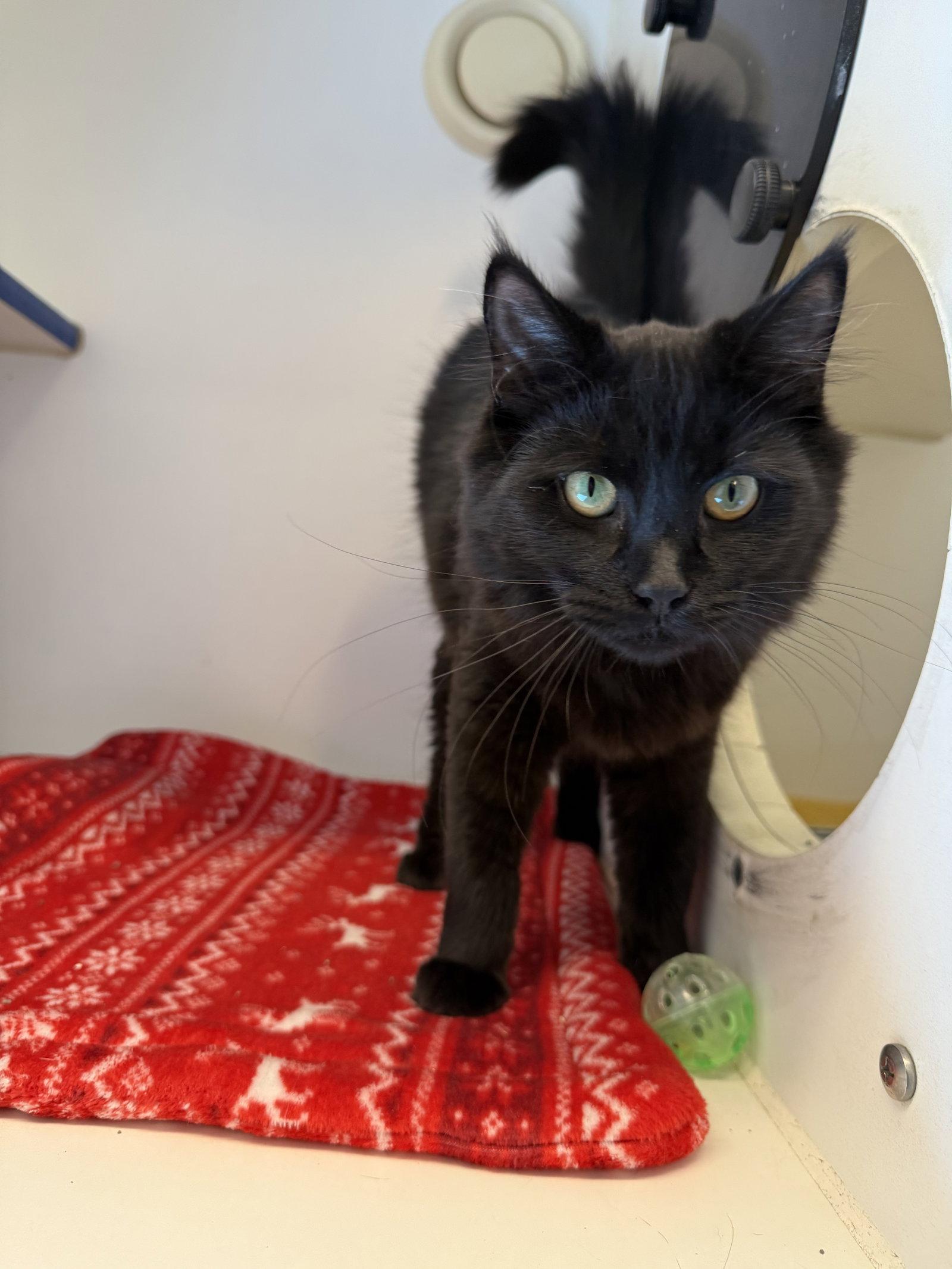 Enlarge Artemisa 5mo, a Adoptable Domestic Medium Hair in Sterling, MA image 2/2