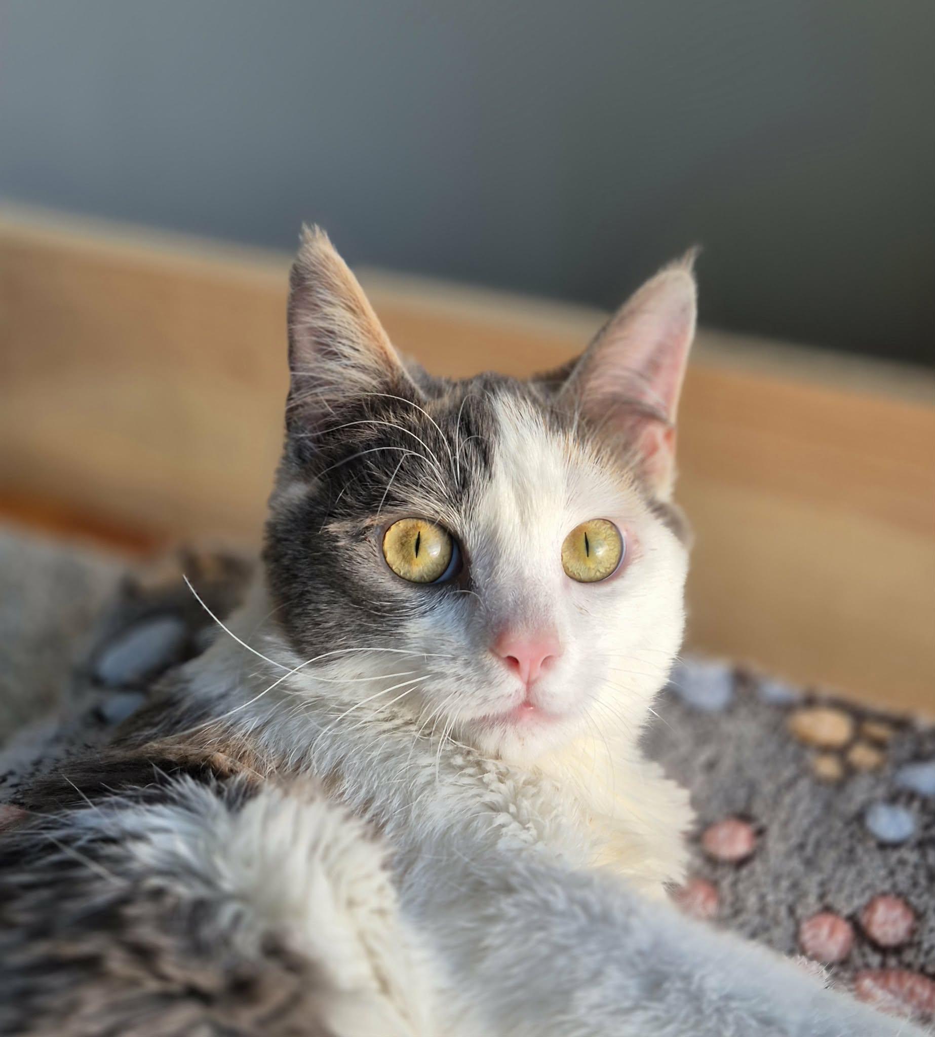 Enlarge Strawberry (Cerebellar Hypoplasia), a ADOPTABLE Domestic Short Hair in Stoughton, WI image 5/5