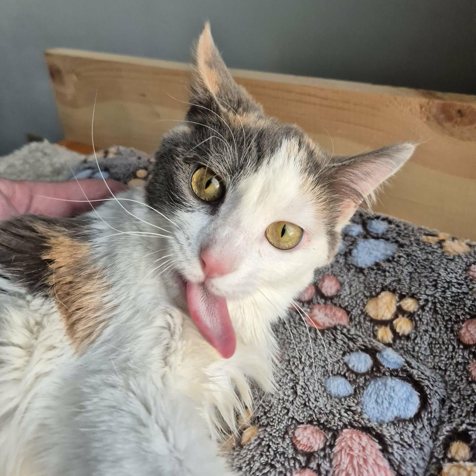 Enlarge Strawberry (Cerebellar Hypoplasia), a ADOPTABLE Domestic Short Hair in Stoughton, WI image 1/5