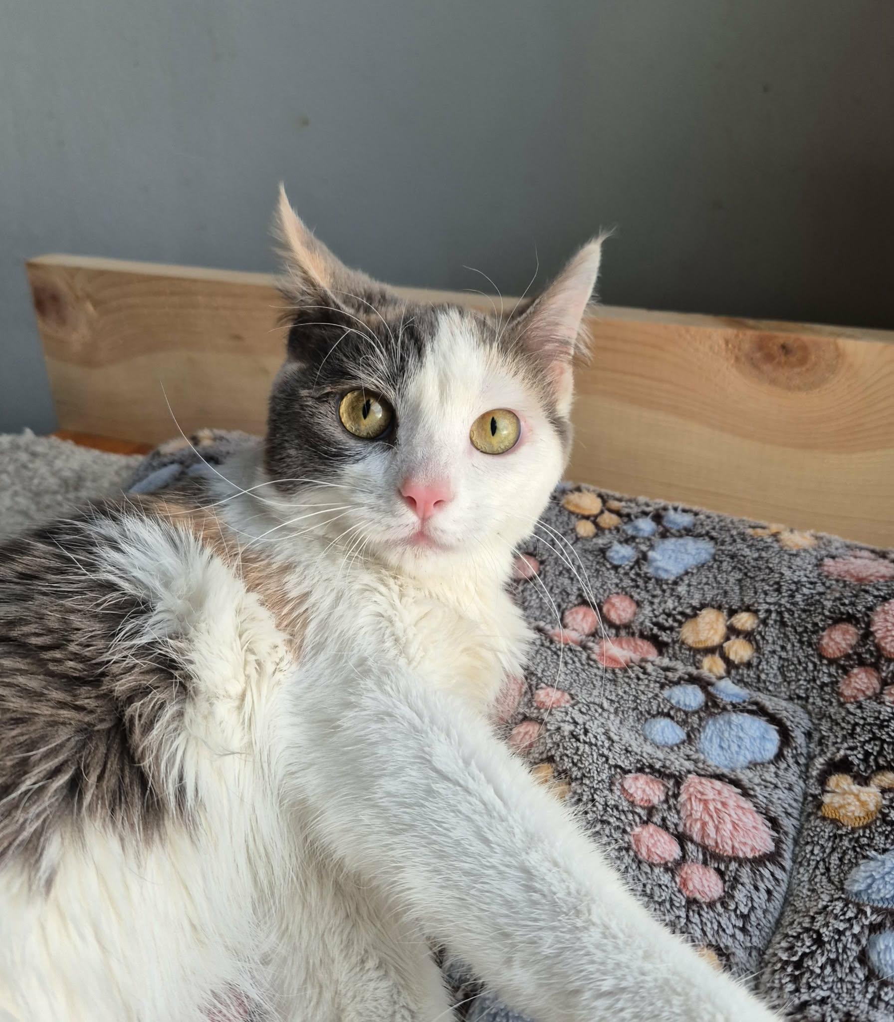 Enlarge Strawberry (Cerebellar Hypoplasia), a ADOPTABLE Domestic Short Hair in Stoughton, WI image 4/5