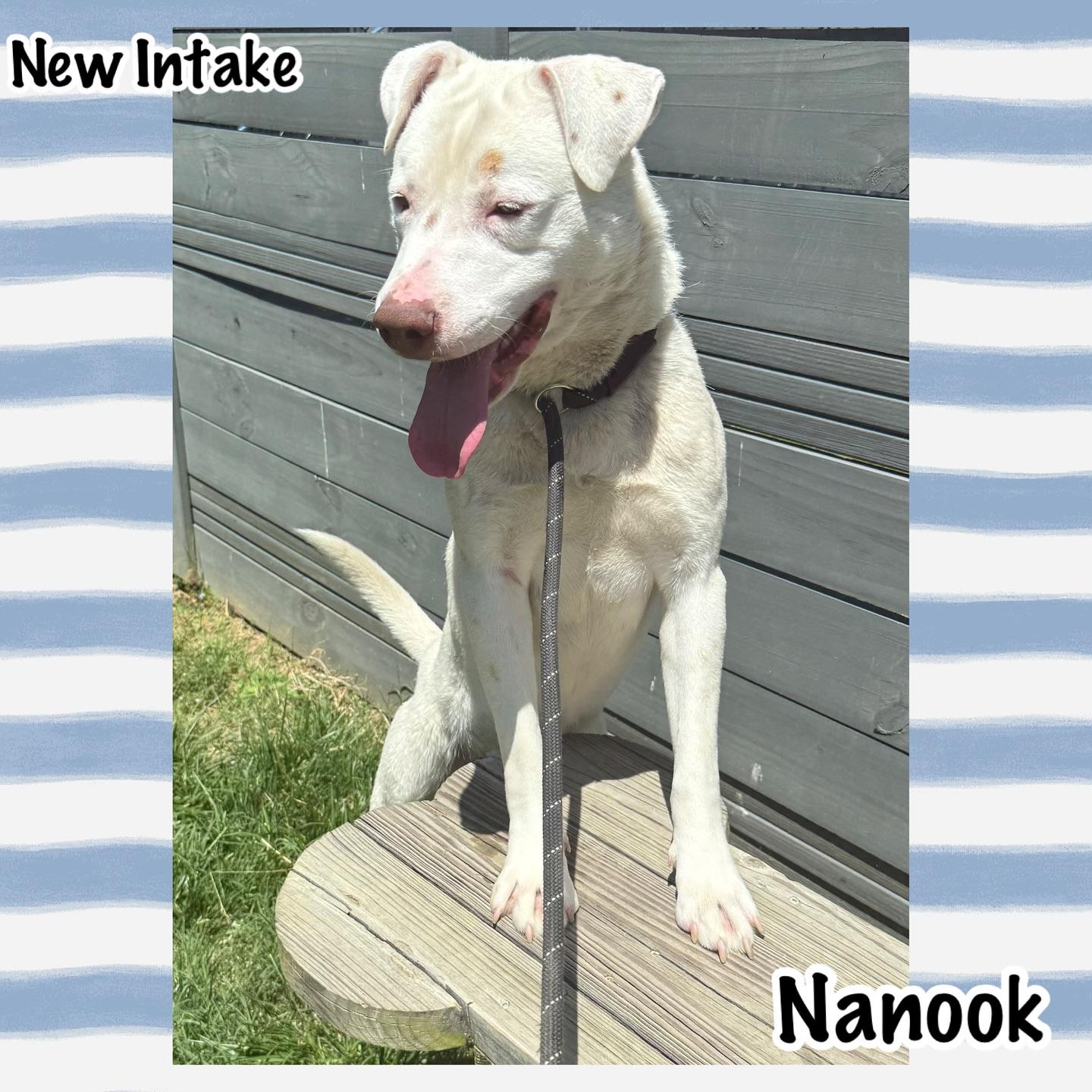 Nanook