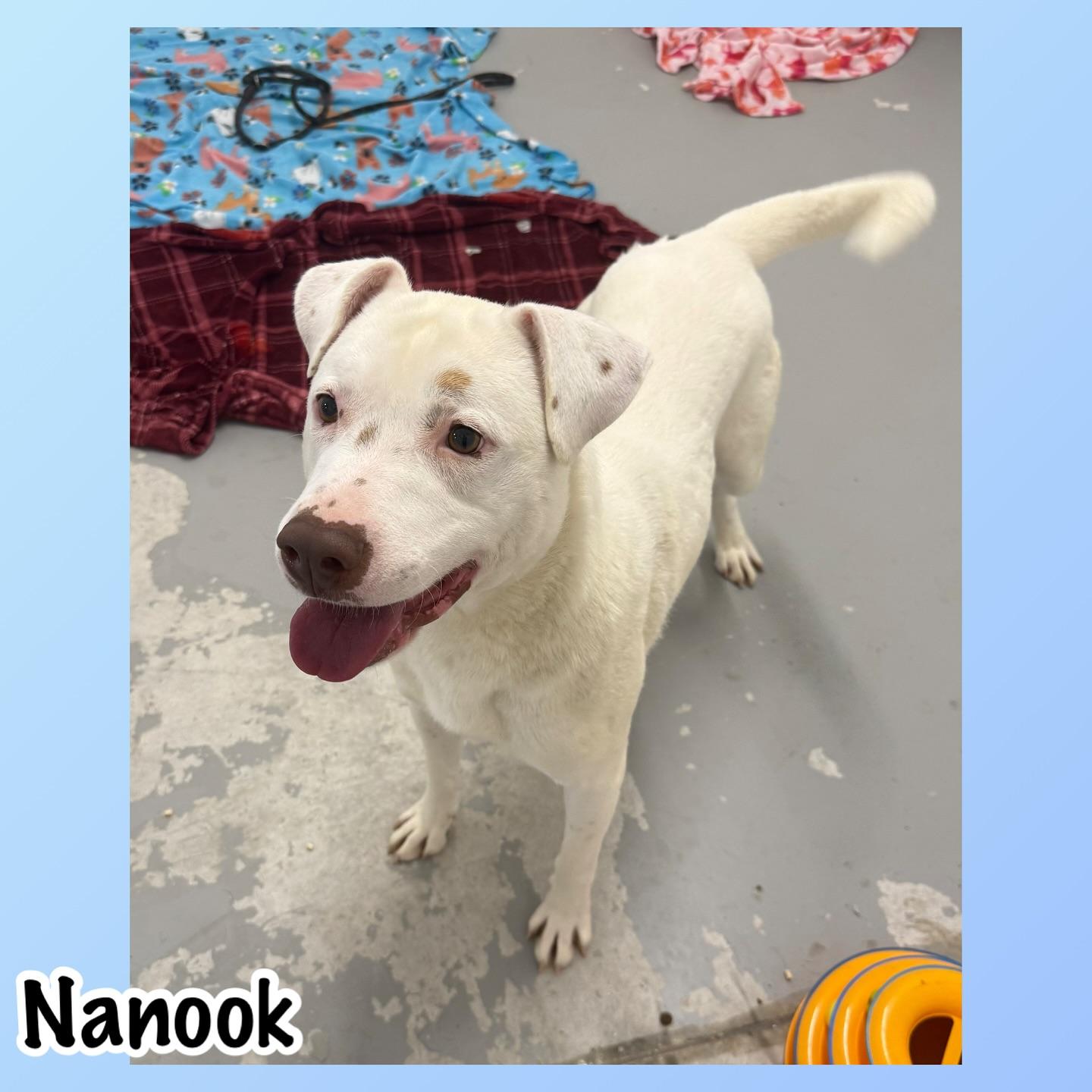 Nanook thumbnail 3